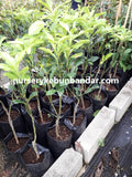 Grapefruit Tree - Malaysia Online Plant Nursery