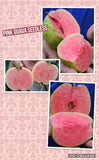 Pink Guava Tree (Jambu Batu) - Malaysia Online Plant Nursery