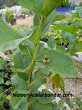 Pokok Guava Kristal - Malaysia Online Plant Nursery