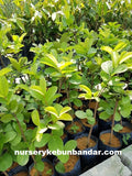 Pokok Guava Lohan - Malaysia Online Plant Nursery