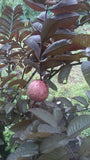 Red Guava Tree - Malaysia Online Plant Nursery