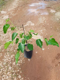 Himalayan Long White Mulberry Tree - Malaysia Online Plant Nursery