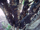 Jabuticaba  ( Brazilian Grapes) - Malaysia Online Plant Nursery