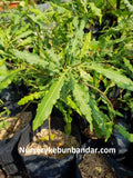 Jambu Batu Rawing - Malaysia Online Plant Nursery