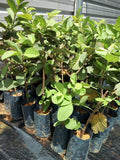 Pokok Guava Vietnam - Malaysia Online Plant Nursery