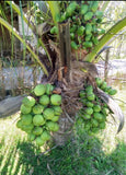 Kelapa "100 Bijik" (coconut) - Malaysia Online Plant Nursery