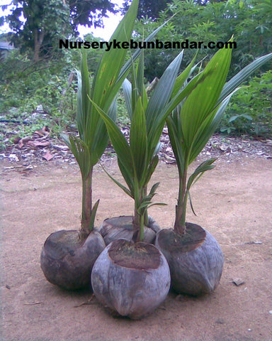Kelapa Mataq / Coconut Mataq - Malaysia Online Plant Nursery