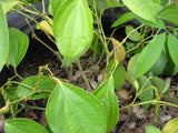 Pokok Lada Hitam (Black Pepper) - Malaysia Online Plant Nursery