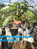 Dwarf Laici Seedless (Lychee) - Malaysia Online Plant Nursery