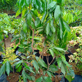 Dwarf Laici Seedless (Lychee) - Malaysia Online Plant Nursery