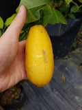 Australia Long Lemon Tree - Malaysia Online Plant Nursery