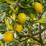 Lemon Variegated - Malaysia Online Plant Nursery
