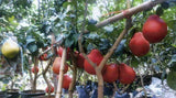 Limau Barli Vietnam - Malaysia Online Plant Nursery