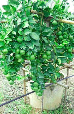 Pokok Limau Nipis Jambak - Malaysia Online Plant Nursery