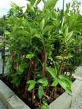 Pokok Limau Nipis Jambak - Malaysia Online Plant Nursery