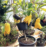 Limau Jari Buddha(citrus medica) -Malaysia Online Plant Nursery