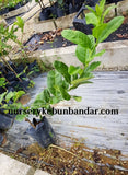 Limau Jari Buddha(citrus medica) -Malaysia Online Plant Nursery