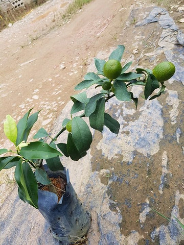 Pokok Limau Kumquat - Malaysia Online Plant Nursery