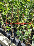 Limau Madu Chokun - Malaysia Online Plant Nursery
