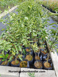 Limau Madu Chokun - Malaysia Online Plant Nursery