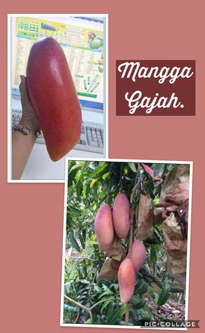 Pokok Mangga Gajah - Malaysia Online Plant Nursery