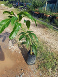 Pokok Mangga King - Malaysia Online Plant Nursery
