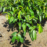 Pokok Manggis Mester - Malaysia Online Plant Nursery