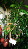 Pokok Mango Apple - Malaysia Online Plant Nursery