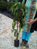 Pokok Mango Apple - Malaysia Online Plant Nursery