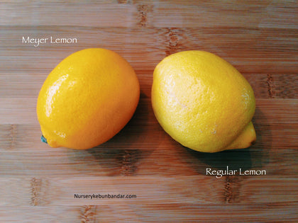 Pokok Meyer Lemon (Improved) - Malaysia Online Plant Nursery