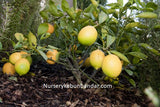Pokok Meyer Lemon (Improved) - Malaysia Online Plant Nursery