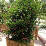 Miracle Fruit Tree - Malaysia Online Plant Nursery
