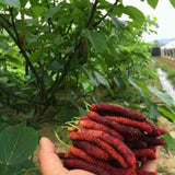 Pokok Long Red Mulberry (Taiwan) - Malaysia Online Plant Nursery