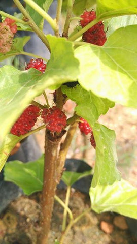 Mulberry Tree - Malaysia Online Plant Nursery