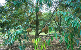 Pokok Durian Musang King - Malaysia Online Plant Nursery