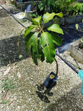 Nam Doc Mai Mango Tree - Malaysia Online Plant Nursery