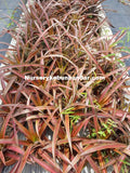 Nanas Mini Red - Malaysia Online Plant Nursery