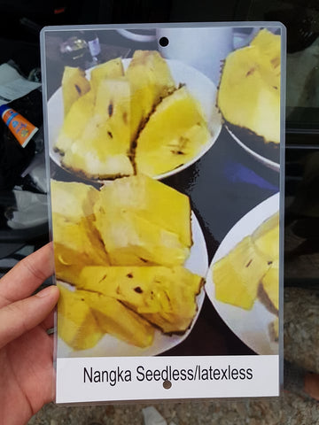 Nangka Seedless (Jackfruit) - Malaysia Online Plant Nursery