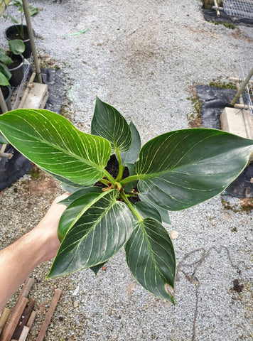 Philodendron Birkin - Malaysia Online Plant Nursery
