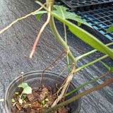 Philodendron Florida Green - Nursery Kebun Bandar