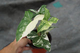 Syngonium albo variegated - Nursery Kebun Bandar