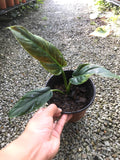 Nursery Kebun Bandar - Philodendron Subhastatum Variegated