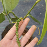 Pokok Lada Hitam (Black Pepper) - Malaysia Online Plant Nursery
