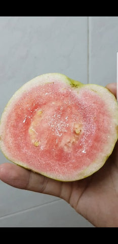 Pink Guava (minimal seeds)