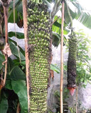 Pisang Seribu - Malaysia Online Plant Nursery