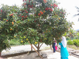 Pokok Rambutan Anak Sekolah - Malaysia Online Plant Nursery
