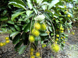 Pokok Rambutan Gading - Malaysia Online Plant Nursery