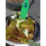 Alocasia bambino variegated - Malaysia Online Plant Nursery
