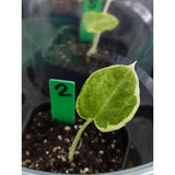 Alocasia black velvet variegated - Malaysia Online Plant Nursery