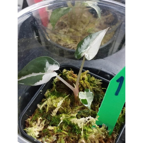 Alocasia bambino variegated - Malaysia Online Plant Nursery